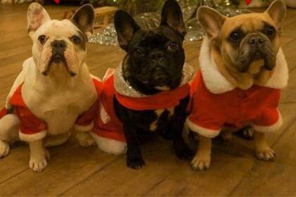 Gustav, a la derecha, y Koij, a la izquierda, fueron los cachorros robados