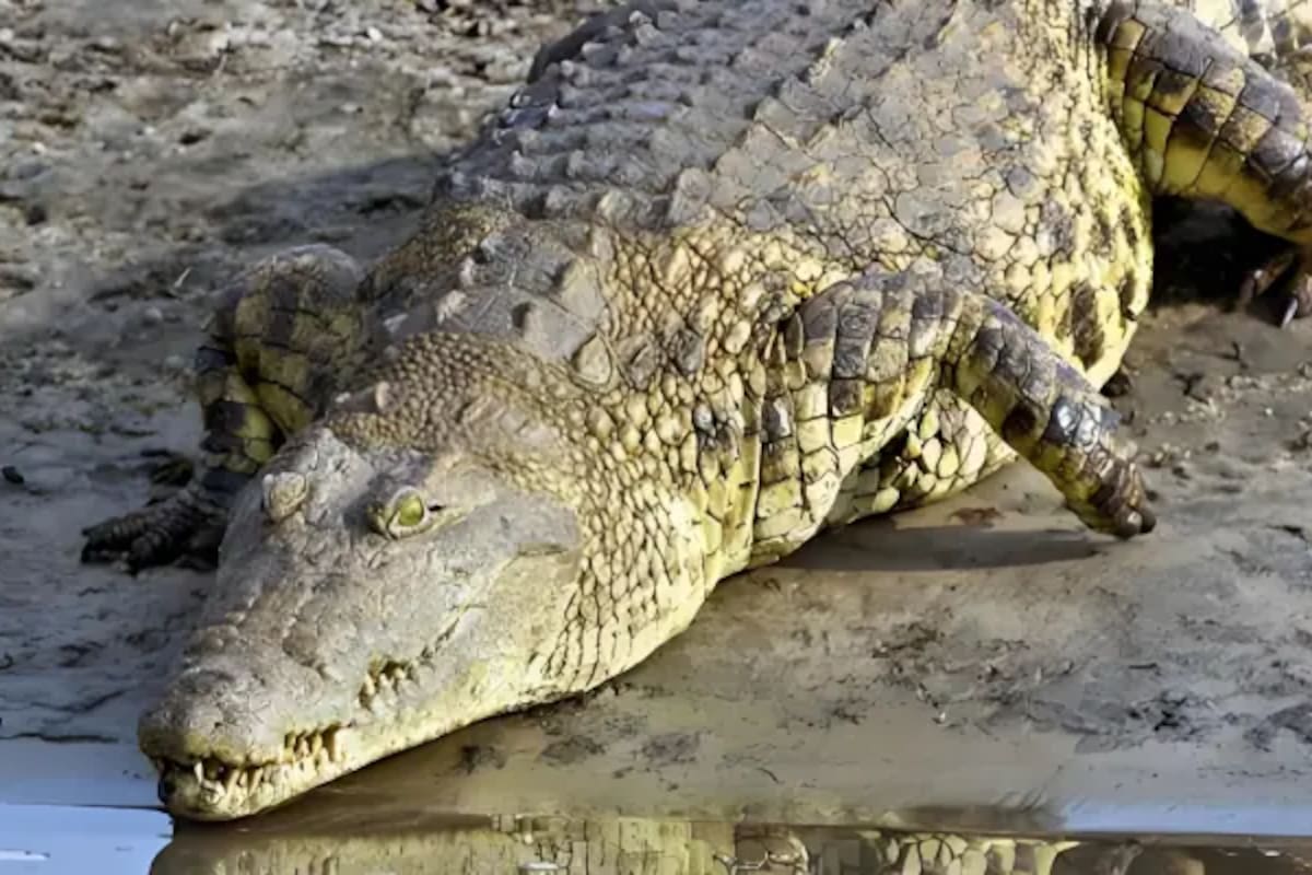 Gustave, el cocodrilo que más personas mató en todo el mundo