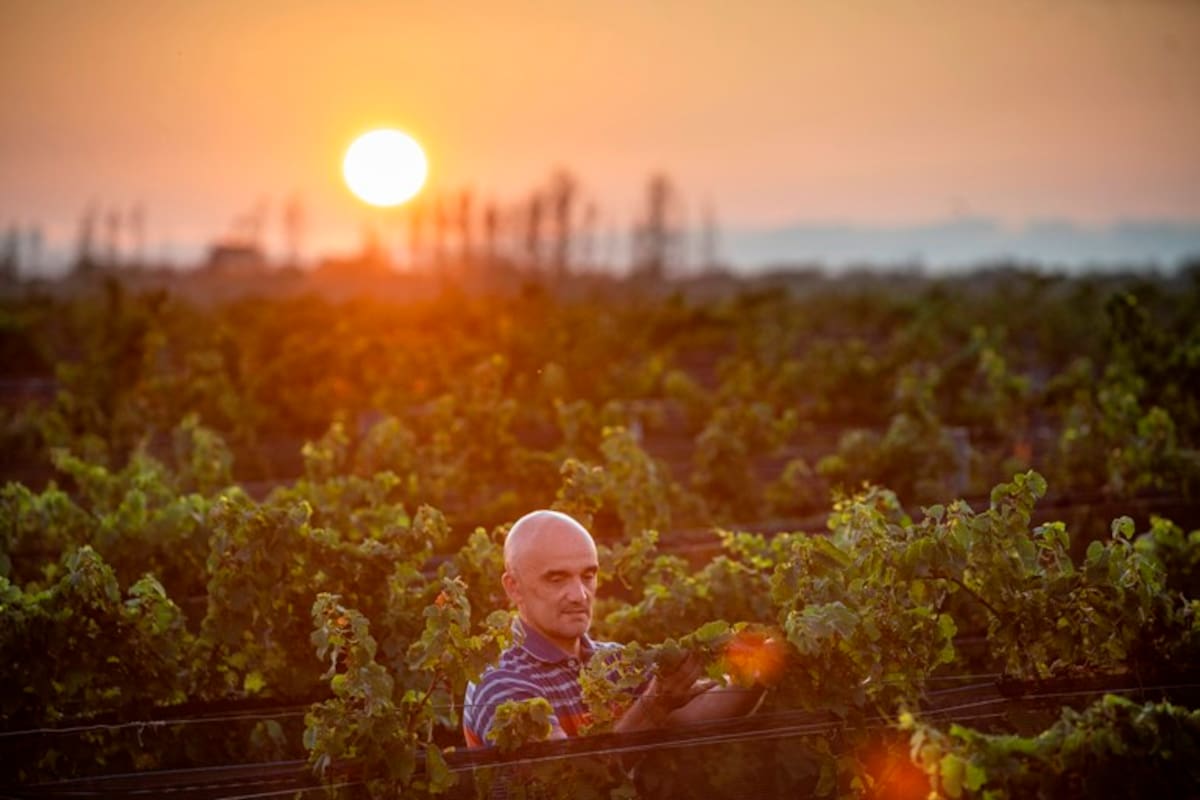 Gustavo Agostini es el primer latinoamericano en trabajar como enólogo para Dom Pérignon