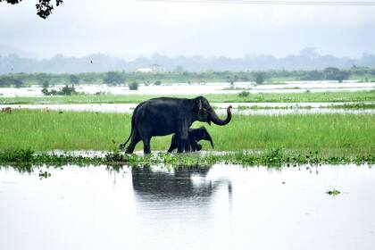 Guwahati, India. Edición fotográfica de Jesica Rizzo