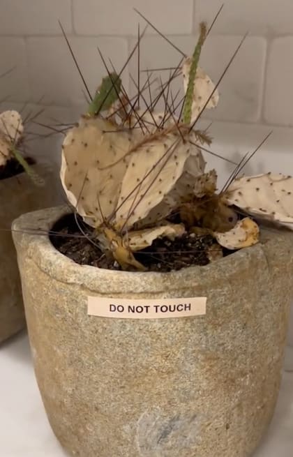 Había anuncios de "no tocar" hasta en las plantas