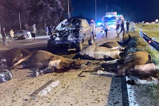 Fuerte choque entre un auto y un grupo de caballos: murieron una mujer y nueve animales
