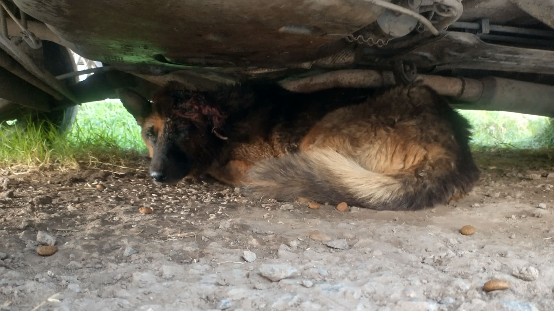 Había pasado 10 días en busca de ayuda pero nadie la asistió.