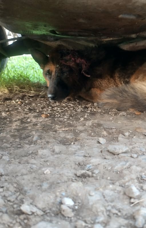 Había pasado 10 días en busca de ayuda pero nadie la asistió.