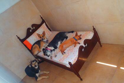 Habitaciones individuales, actividades recreativas y cuidado especial son algunas de las comodidades de Los Campos Hostería Canina