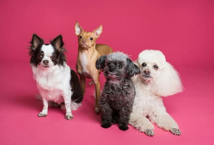 Hablar de forma pausada y lenta sería la clave para que los perros nos entiendan (Imagen ilustrativa)