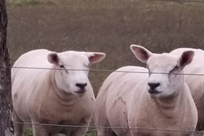 Habrá criadores de la región