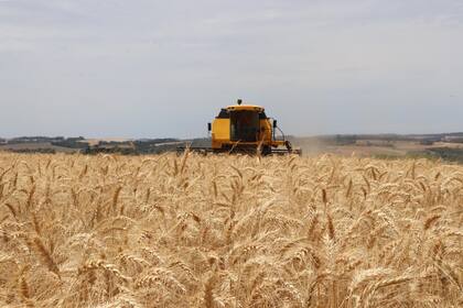 Habrá una menor cosecha de trigo por la sequía