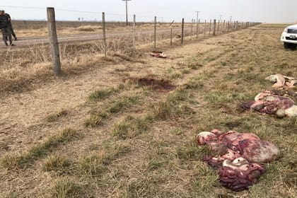 Habrían actuado varias personas en los ataques en los campos