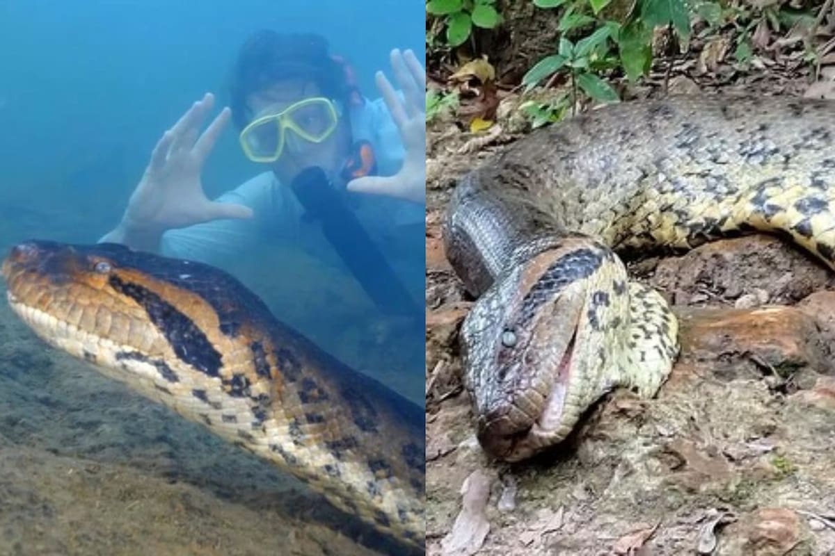 Habrían asesinado a la anaconda más grande del mundo que fue descubierta semanas atrás
