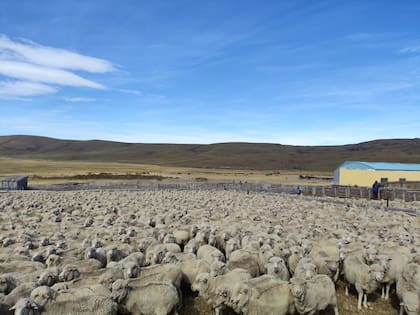 “Hace 10 años Chubut tenía más de cinco millones de ovinos y hoy tiene alrededor de 2,5 a 3 millones, según Senasa y las encuestas pecuarias”, dijo el dirigente