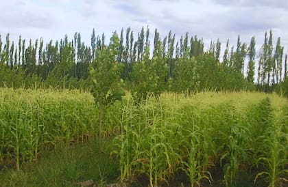Hace 15 años que un equipo de especialistas del INTA Alto Valle investiga la implementación de asociar forestaciones de álamos y sauces con cultivos agrícolas y ganadería permite diversificar los sistemas productivos