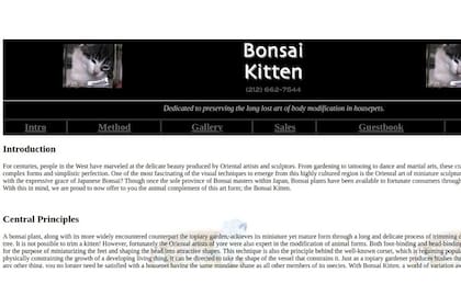 Hace 18 años un estudiante del MIT puso en línea un sitio que vendía gatitos criados en botellas. Era falso, pero le creímos. En la imagen, una captura de la portada de bonsaikitten.com