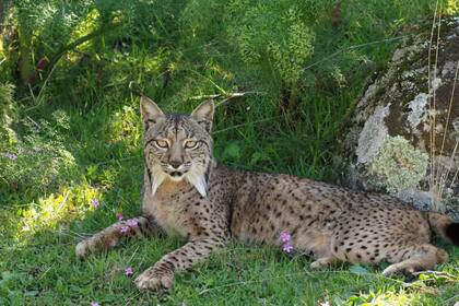 Hace 20 años apenas quedaban 200 ejemplares, un número que hizo saltar las alarmas.