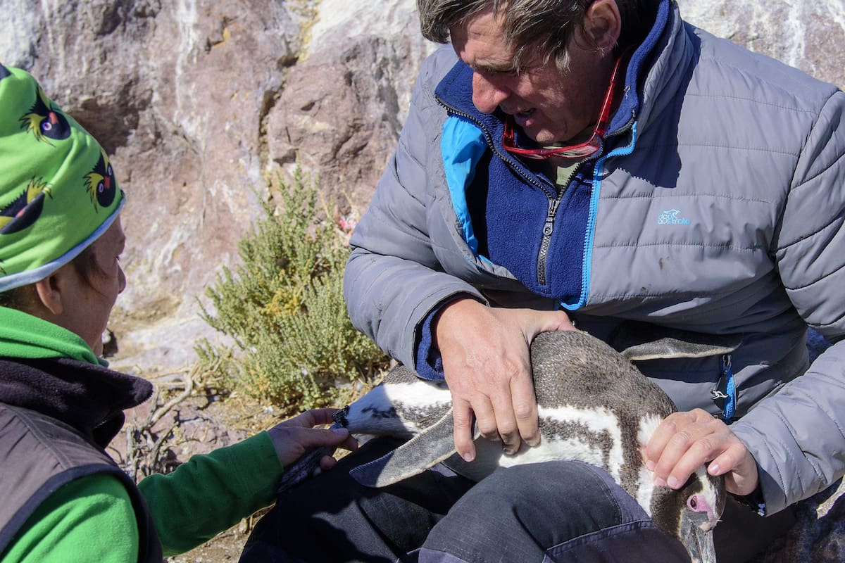 Hace 30 años que el biólogo Esteban Frere estudia una especie típica en el país, la de Magallanes, afectada por la pesca sin control y el cambio climático; analizan su ruta migratoria para preservarla