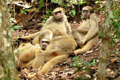 Hace 40 años los muriquis pasaban apenas el 0,05% de su tiempo en el suelo, porcentaje que se ha multiplicado por veinte en un cuarto de siglo