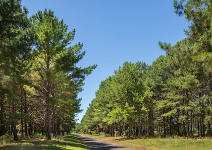 Hace aproximadamente 70 años, el lugar donde se asienta Pinares constituía una explotación forestal de pinos