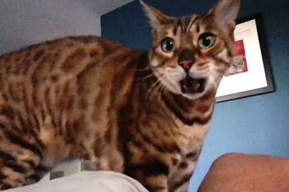 Hace cantar a su gato y es furor en las redes