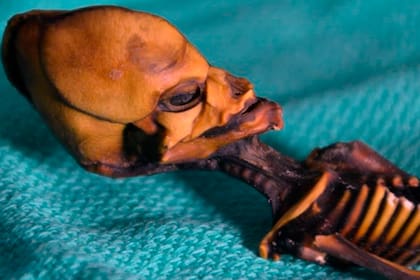 Hace casi 20 años, en las cercanías del desierto chileno de Atacama, un hombre halló los restos de una extraña figura que disparó teorías alienígenas