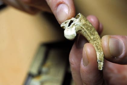 Hace cerca de 130.000 años, un neandertal en lo que hoy es Croacia cortó la garra de un águila posiblemente para hacer joyas