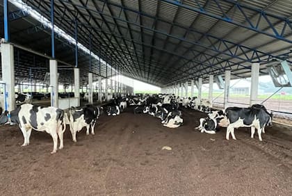 Hace cuatro años construyeron un galpón para las lecheras buscando confort y mayor producción de leche. Tiene 110 metros de largo, a dos aguas, con calle central con comederos y 14 metros de cama de caliente de compost de cascarilla de maní a los costados. La cama se airea permanente con un cincel y rotorvator