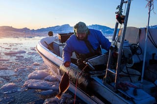 "Hace demasiado calor": Pescadores en Groenlandia, bajo la amenaza del cambio climático