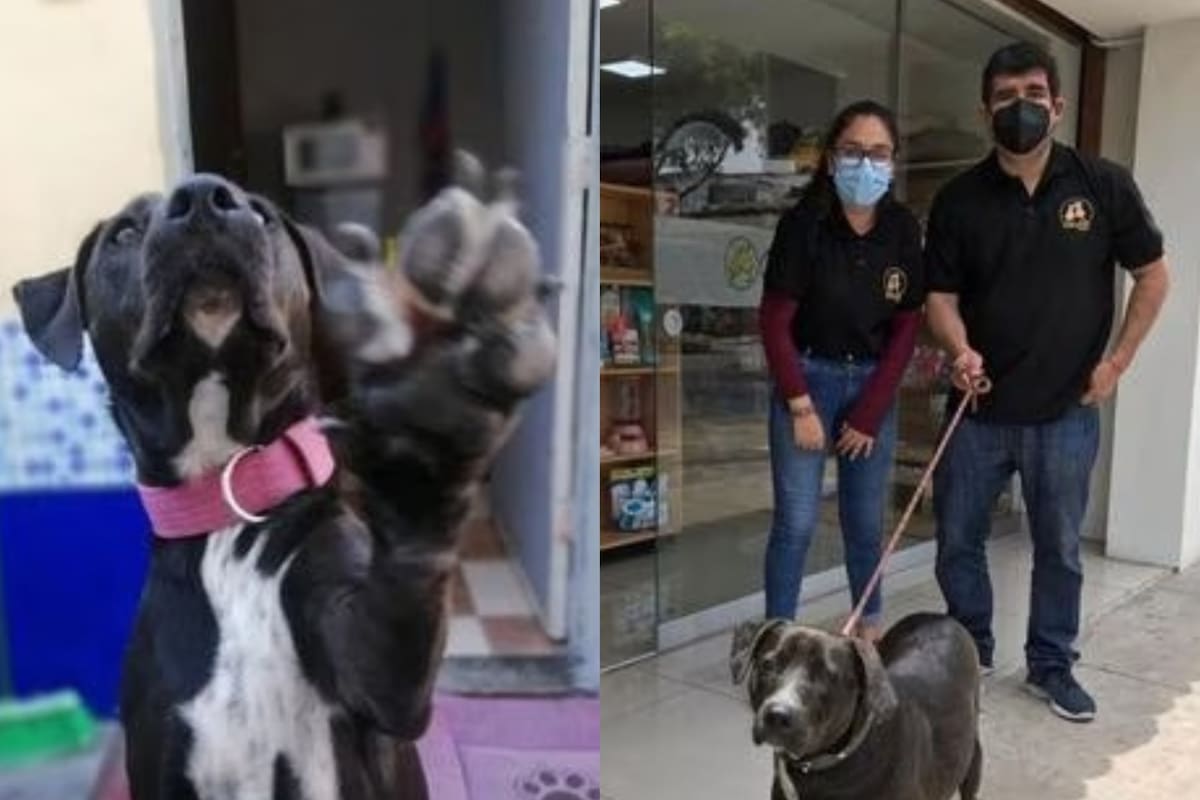 Hace dos años, Mila fue entregada a Ladras Madrinas por el equipo de una pet shop, en donde llegó tras perder a sus dueños