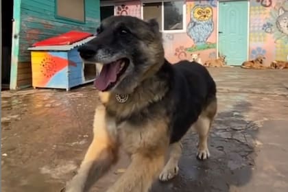 Hace más de tres meses, una perrita fue encontrada en una calle del partido de Merlo completamente cubierta de brea. Después de darle asistencia, hoy Aloe volvió a ser feliz