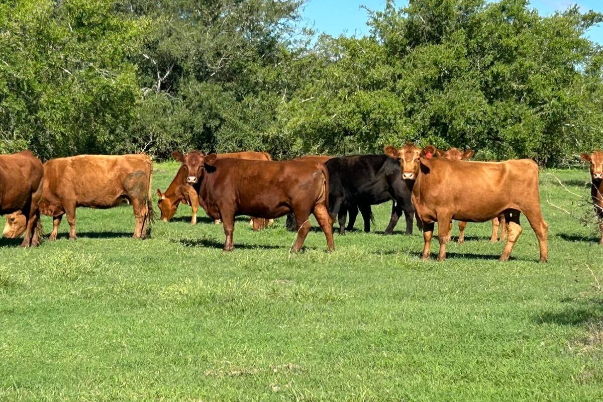 Hace muchos años que el stock ganadero no crece y es un problema