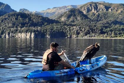 Hace poco más de un año, durante otro curioso episodio, un cóndor andino cayó al agua y fue rescatado en un kayak en el lago Traful
