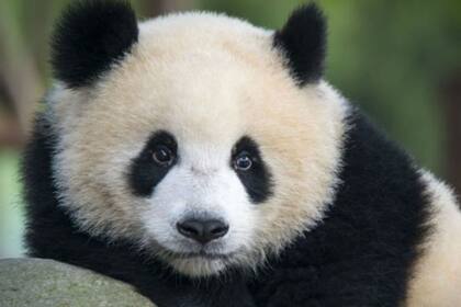 Hace pocos días, Portugal se convirtió en el primer país de la zona euro en endeudarse de esta manera