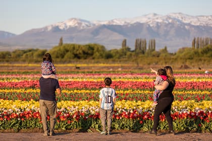 Hace siete años que la chacra recibe turistas durante el período de floración. El resto del año permanece abierta con la venta de bulbos y la casa de té.