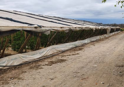 Hace tambo, caña de azúcar, soja, maíz, pimiento y montó una carnicería de cortes Holando con otros productores