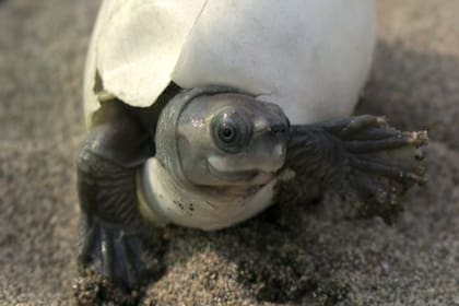 Hace 20 años, los especialistas dieron a la tortuga birmana por extinguida. Hoy, gracias a la iniciativa de un biólogo australiano, estos animales vuelven a esbozar su característica sonrisa