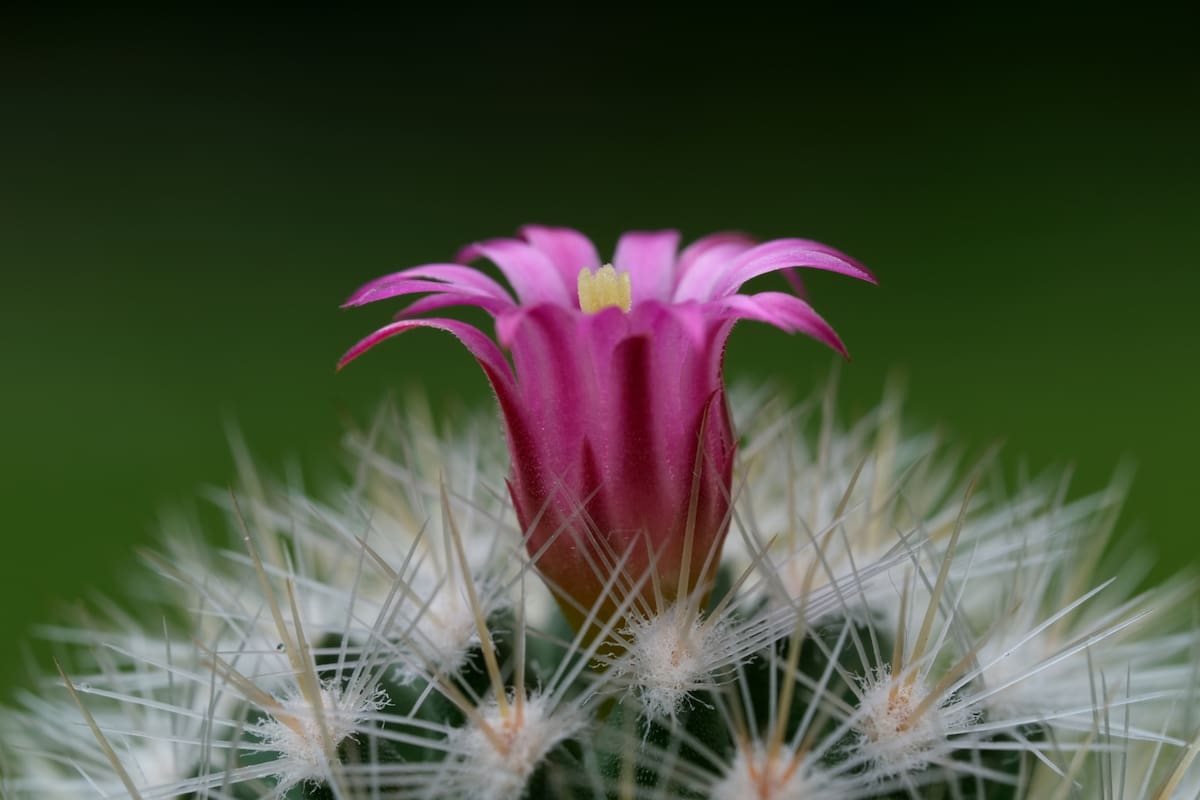 Hacer que un cactus florezca puede ser todo un reto