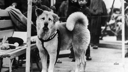Hachiko protagonizó una historia real