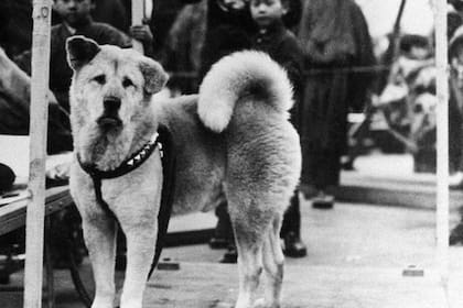 Hachiko se hizo conocido a nivel nacional en Japón después de un artículo periodístico en 1932