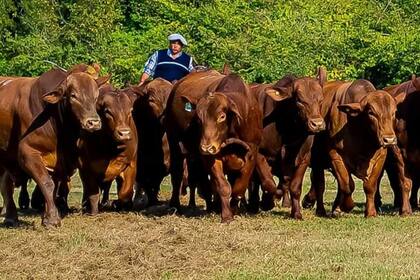 En 2007 inauguraron su centro de embriones y para multiplicar su genética realizaron convenios con otros productores ganaderos, donde ellos ponían los embriones y sus socios las vacas receptoras