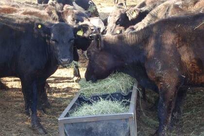 Hacienda comiendo fardos de flor amarilla