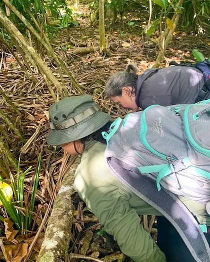 Haldre Rogers y su equipo encontraron 40 veces más arañas en Guam durante la temporada de lluvias que en las islas vecinas