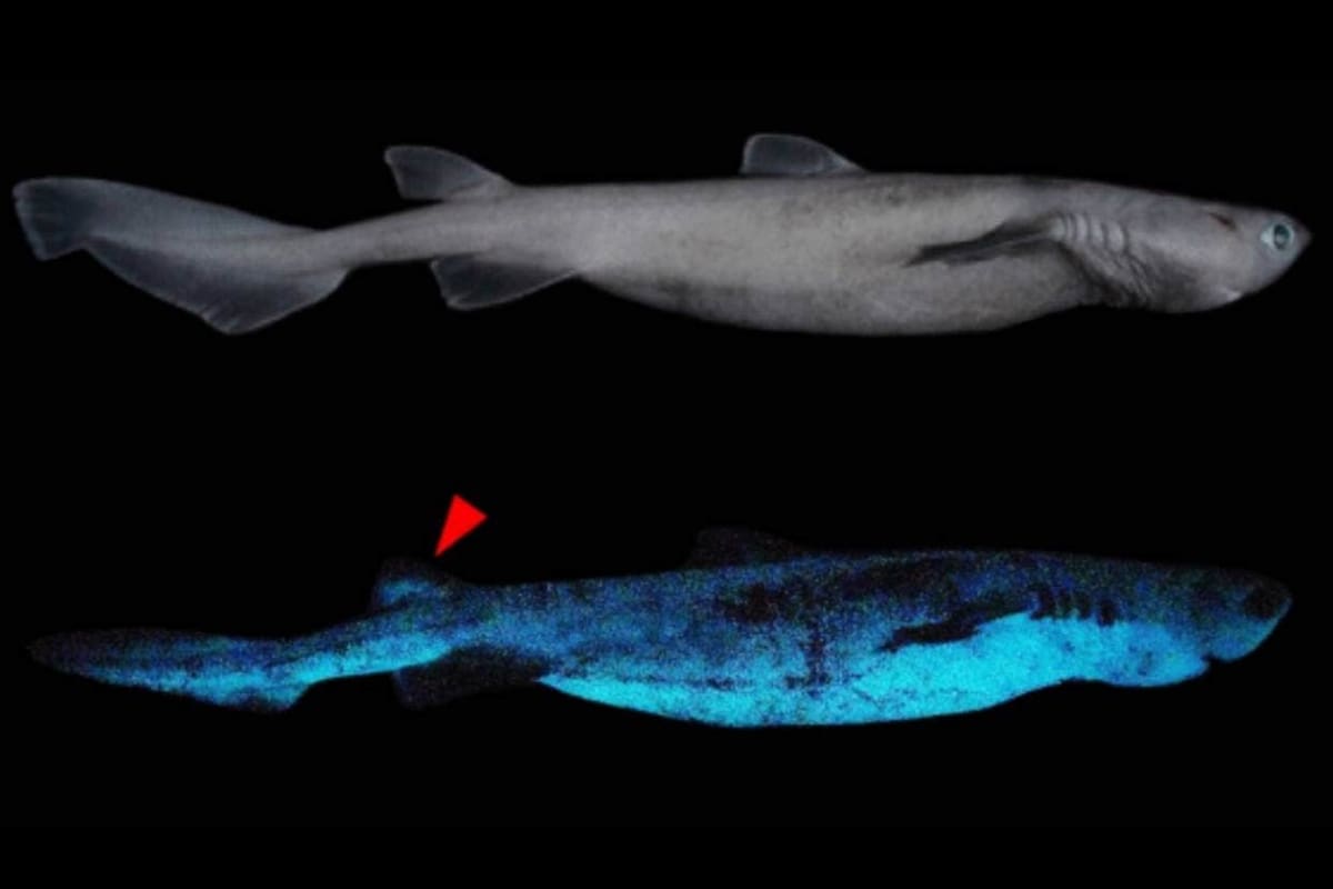 Hallan el tiburón más grande y luminoso jamás visto en las costas de Nueva Zelanda Foto: Twitter @niwa_n