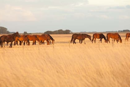 Hallan en Catamarca fósiles de un equino de más de 8.000 años de antigüeda