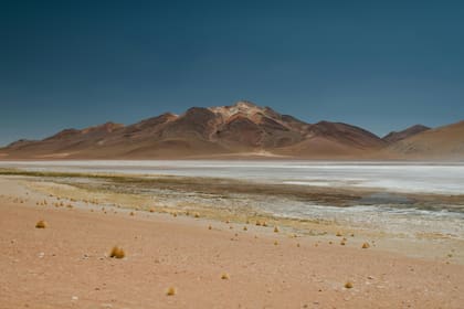 Hallan en el desierto de Atacama uno de los artrópodos más resistentes de todo el planeta
