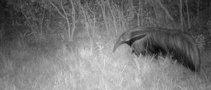 Hallan en el sur de Brasil un oso hormiguero gigante que se extinguió hace 130 años (Gentileza - Instituto Tamandua)