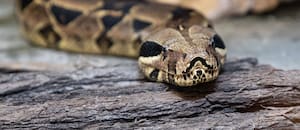 Entraron a la casa de una jubilada y descubrieron que tenía 30 animales de mascota