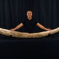 Hallaron en San Pedro el colmillo de mastodonte más largo de Sudamérica