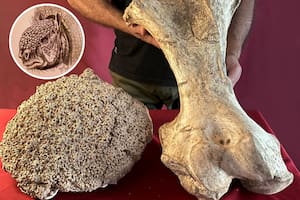 Hallan los restos fósiles de un armadillo gigante en San Pedro