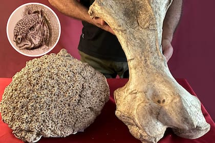 Hallan los restos fósiles de un armadillo gigante en San Pedro