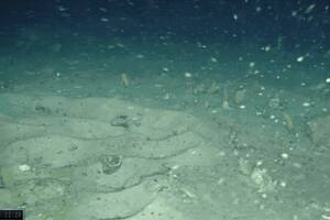 Hallan miles de nidos de peces debajo de un iceberg