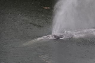Hallan muerta a una ballena gris que nadó 32 kilómetros río arriba en el estado de Washington